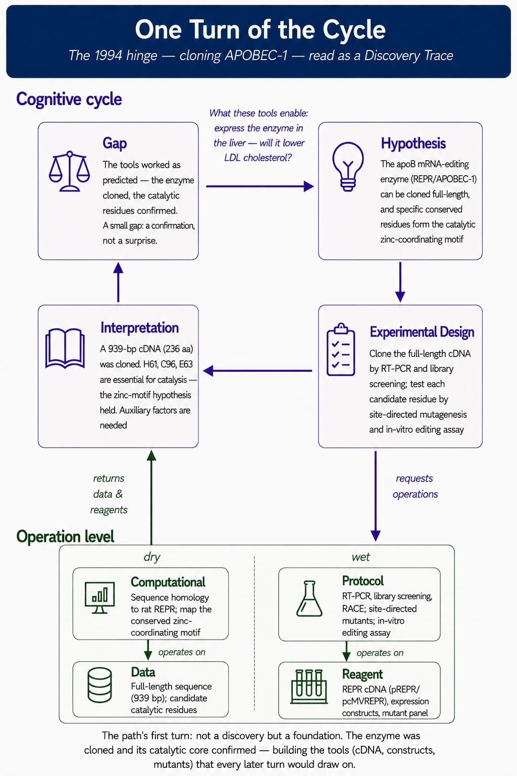 iPS-Cycle-0-APOBEC-Clone.jpg