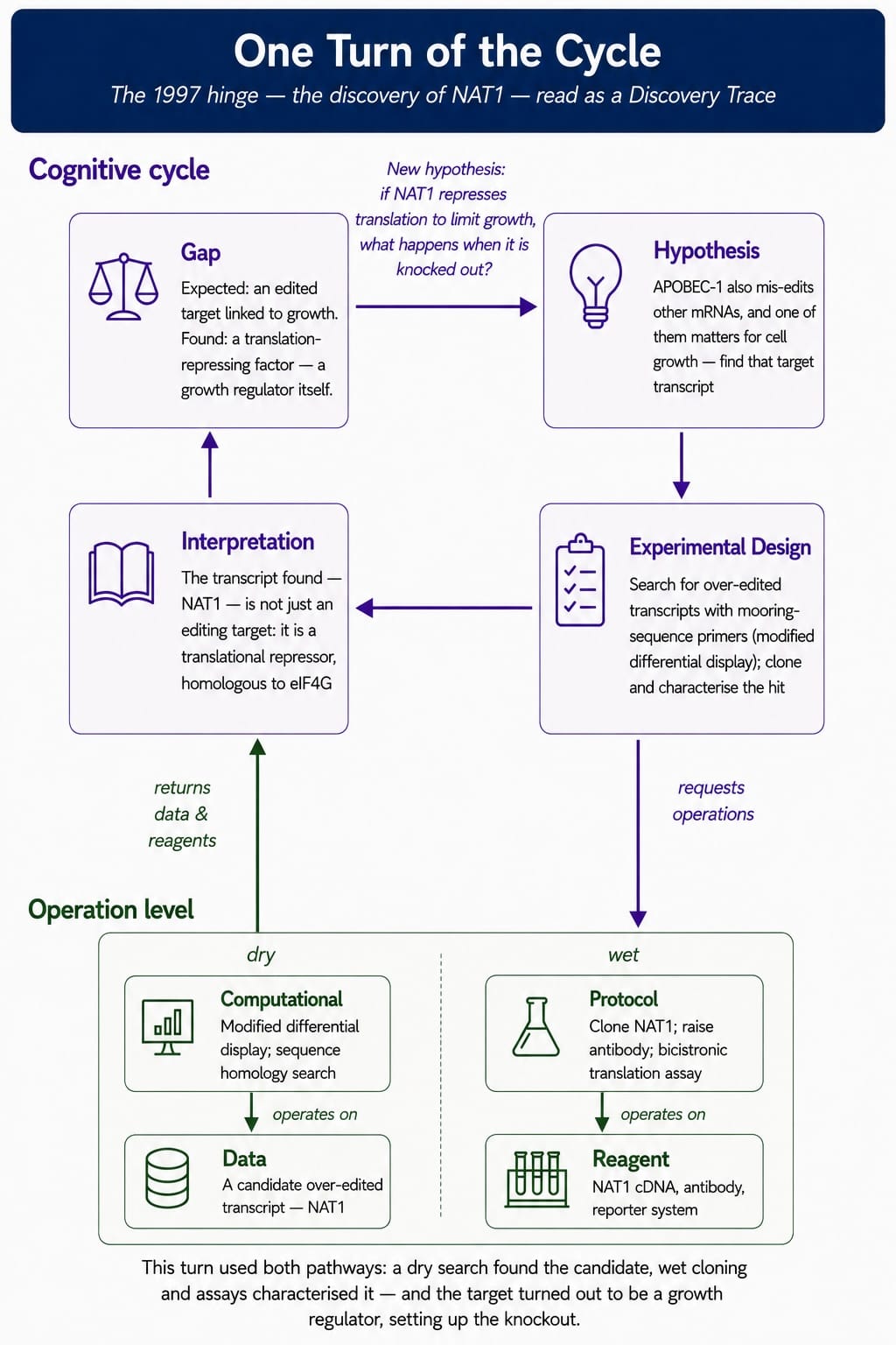 iPS-Cycle-3-NAT1.jpg