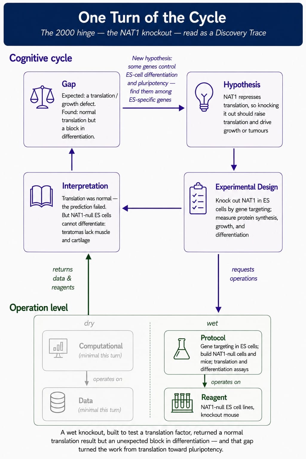iPS-Cycle-4-NAT1KO.jpg