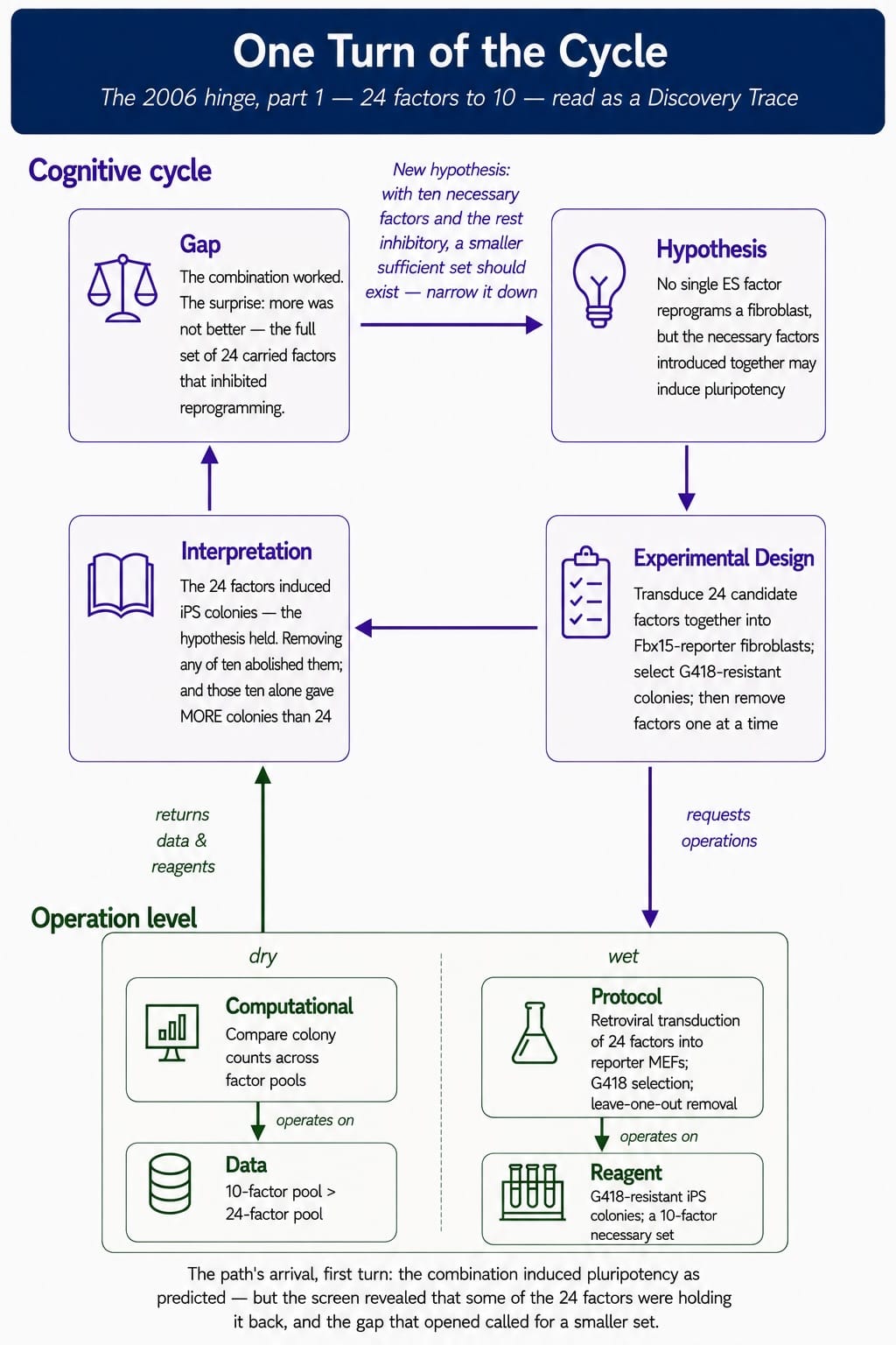 iPS-Cycle-6a-24to10.jpg