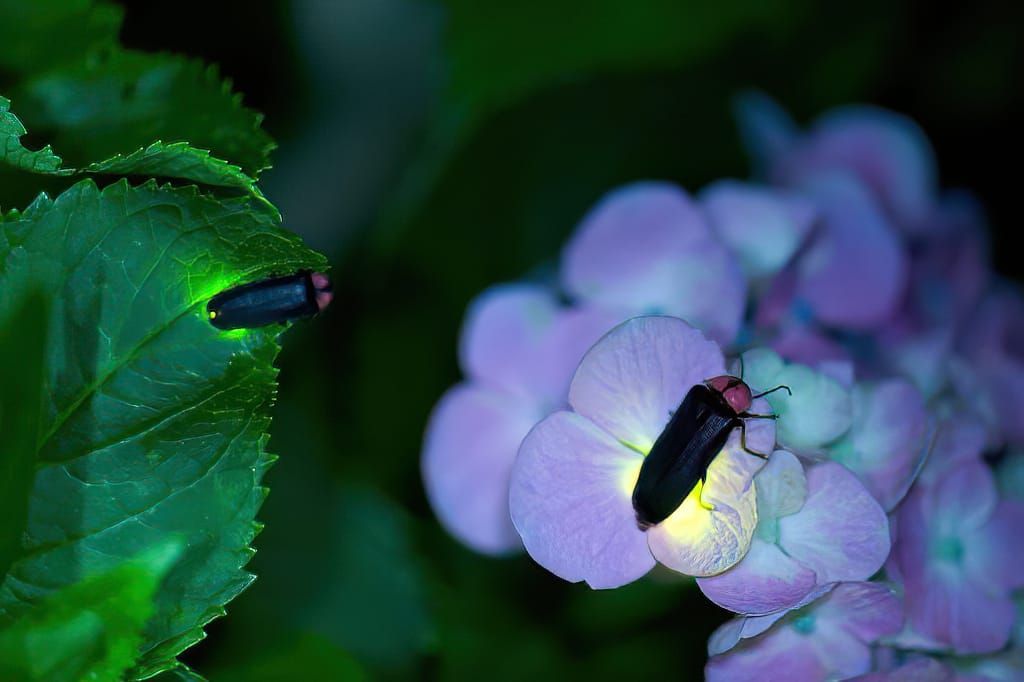 Dance of the Fireflies!