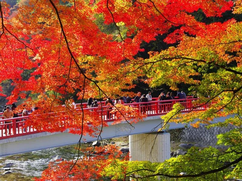 Autumn leaves and red bridge at Korankei Gorge