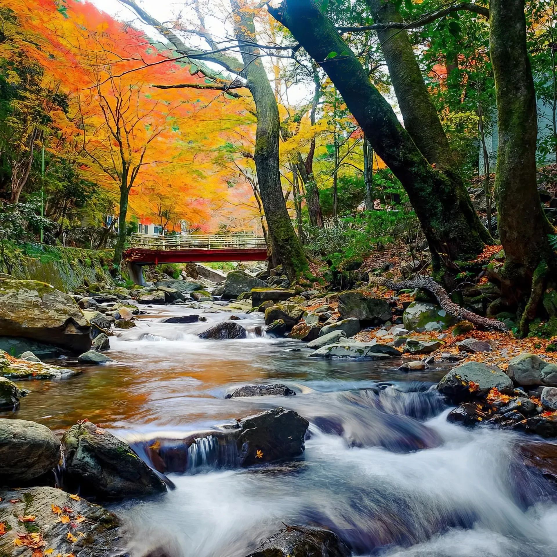 Okazaki Shows Its Autumn Colors Nov 16 ~ Dec 8