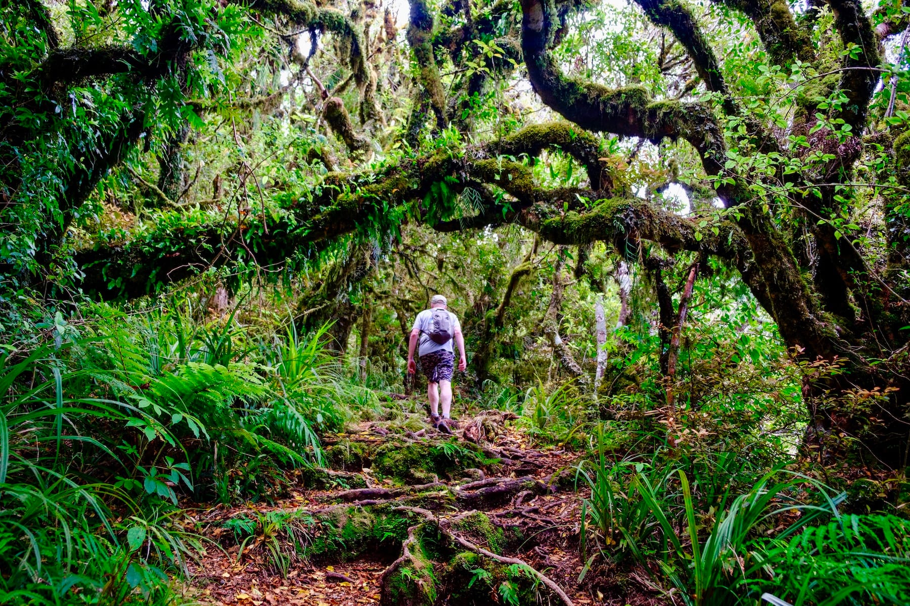 Primeval forest Mount Taranaki