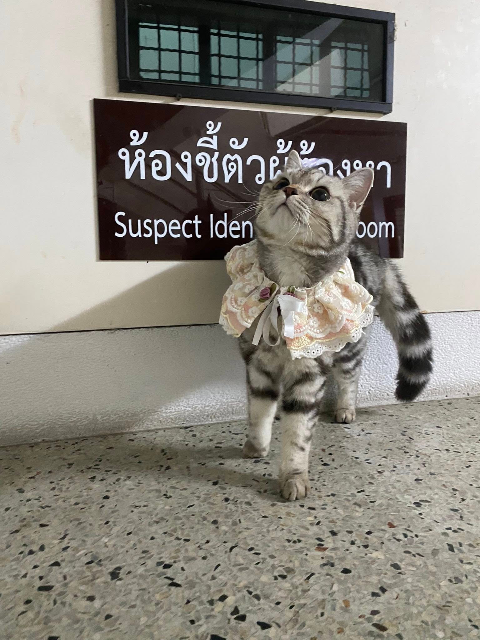 A front shot of Nug Tang wearing a pink harness and standing in the bangkok police station's suspect identification room.
