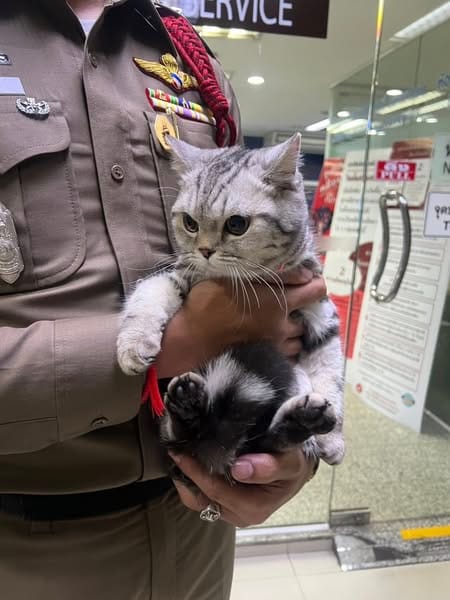 Police officer is cupping Nub Tang with both hands.