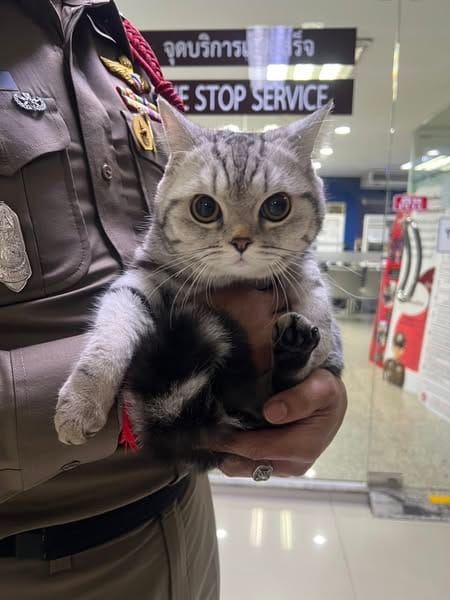 Police officer is holding Nub Tang, a silver American shorthair, as it stays in the Bangkok police station.