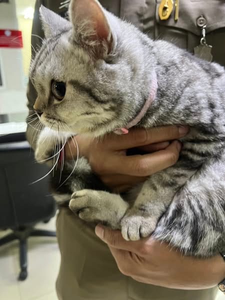 A side shot of Nub Tang, who is looking fluffy and staring ahead with wide-opened eyes