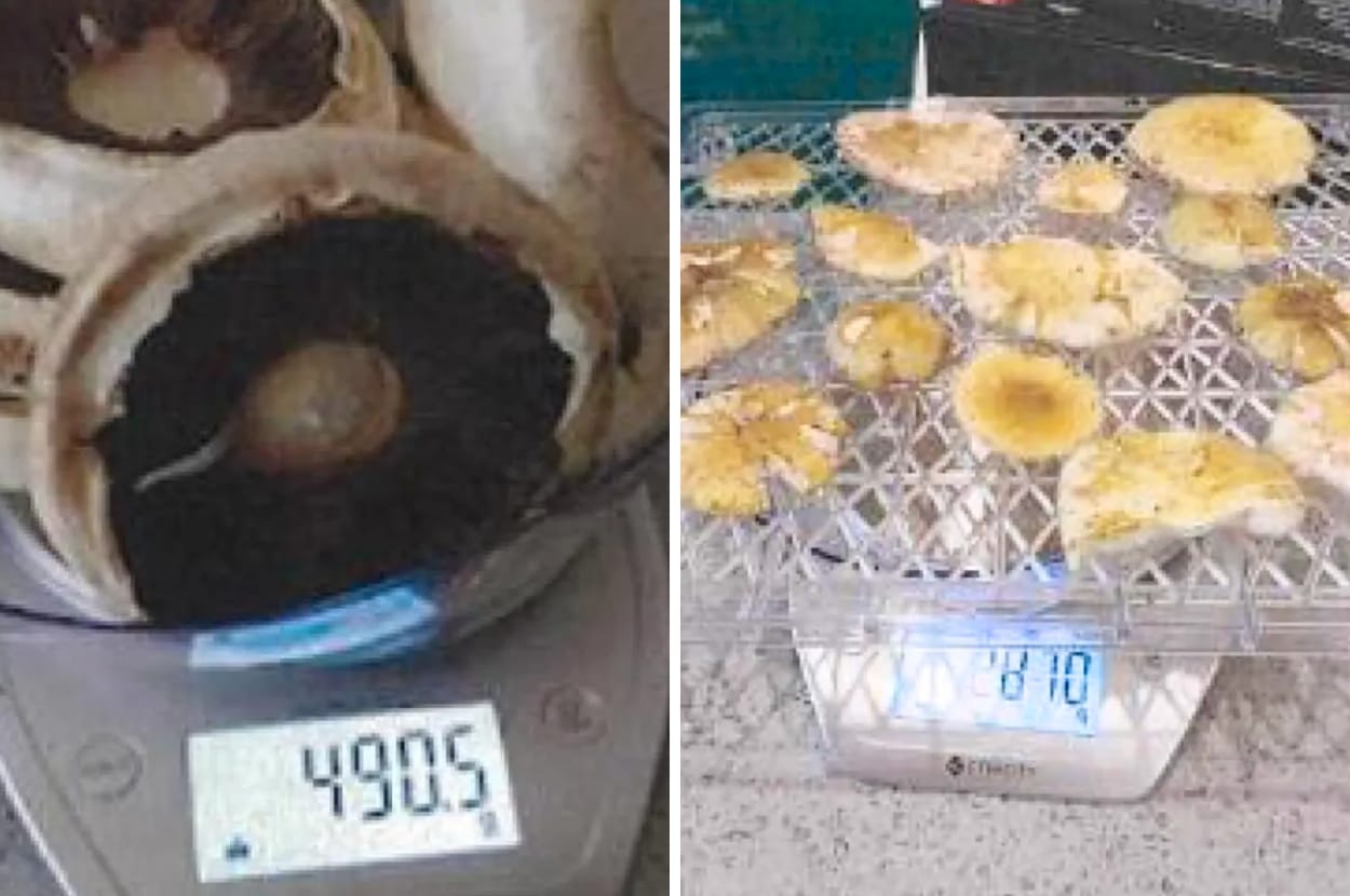 australia mushroom killer erin patterson guilty