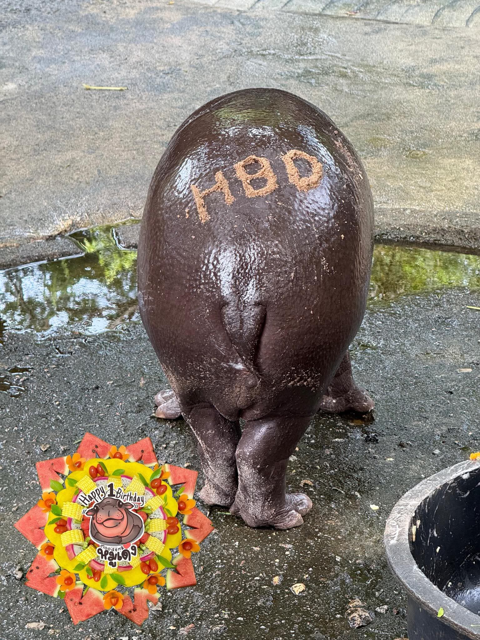 moo deng first birthday thailand