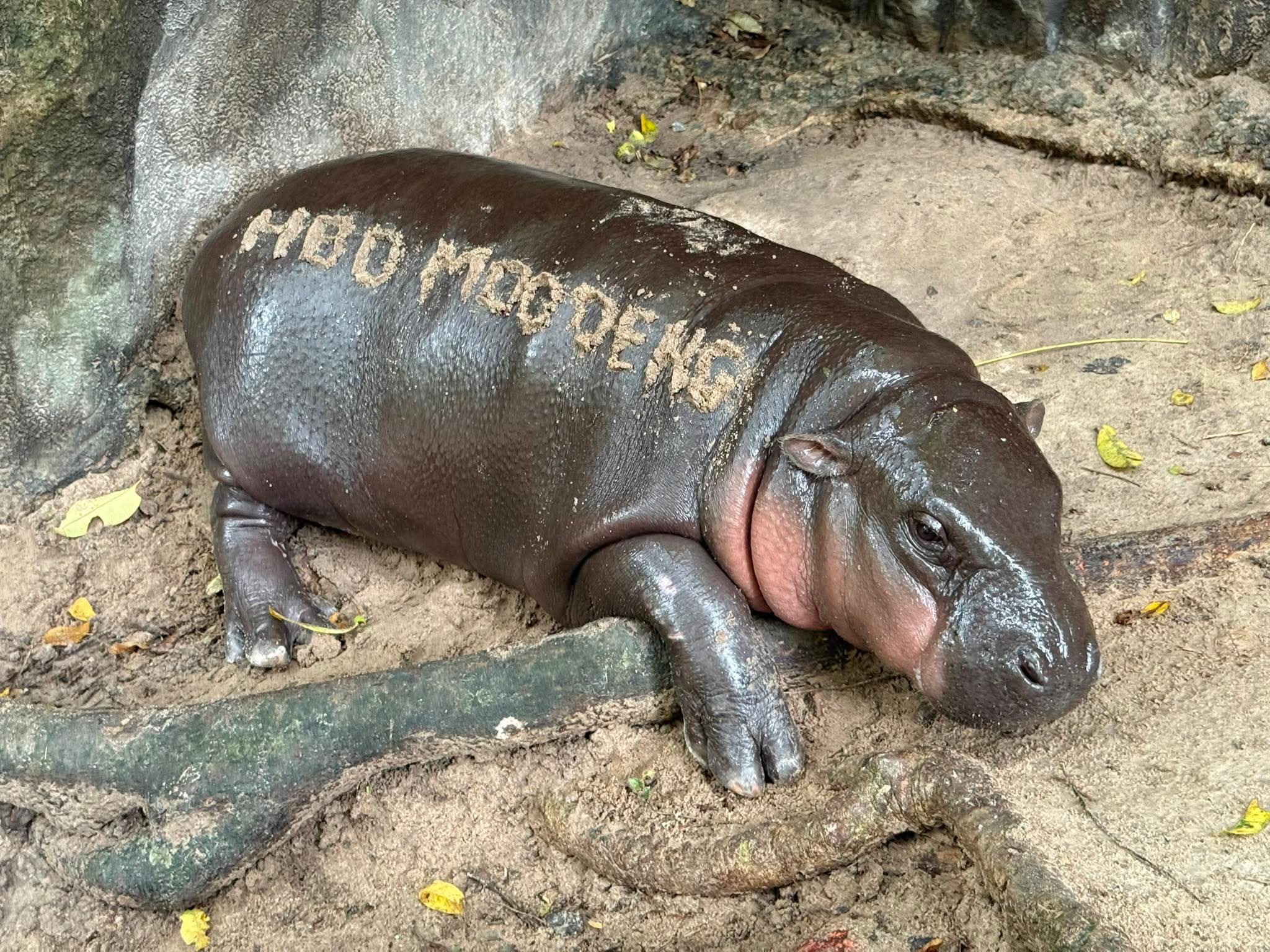 moo deng first birthday thailand