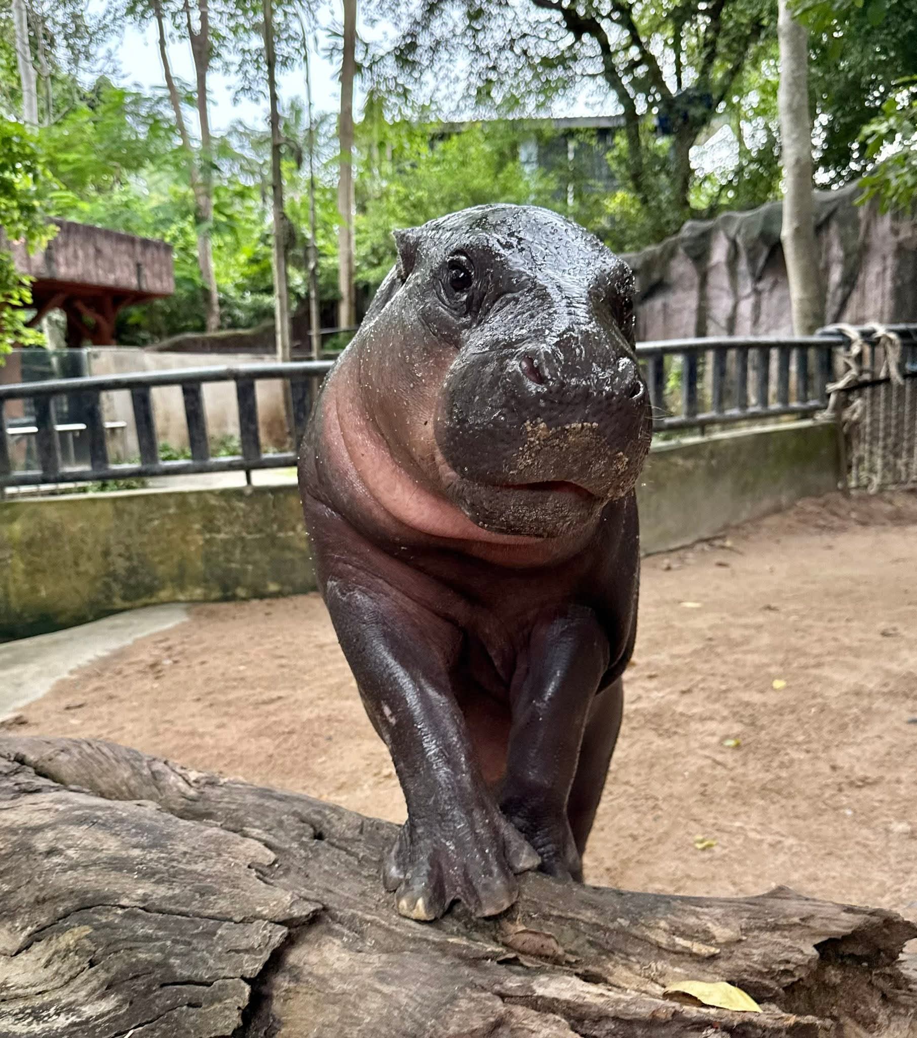 moo deng first birthday thailand
