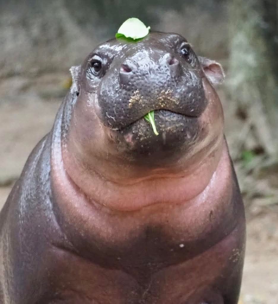 moo deng first birthday thailand