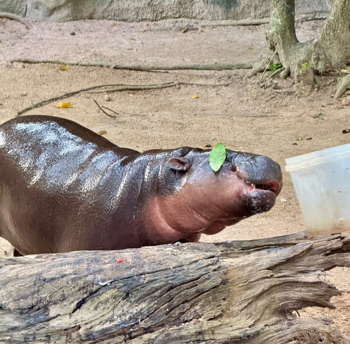 moo deng first birthday thailand