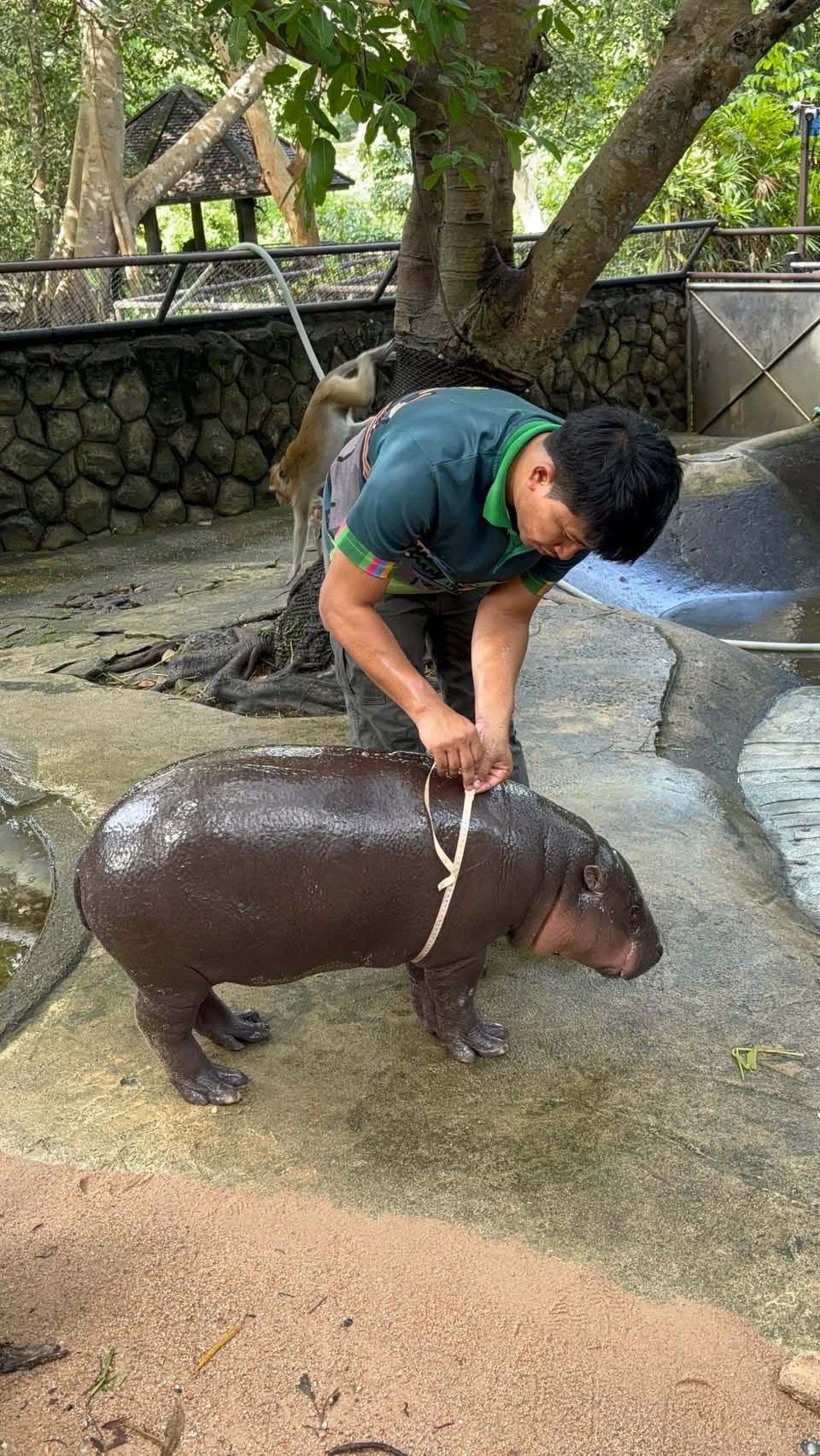 moo deng first birthday thailand