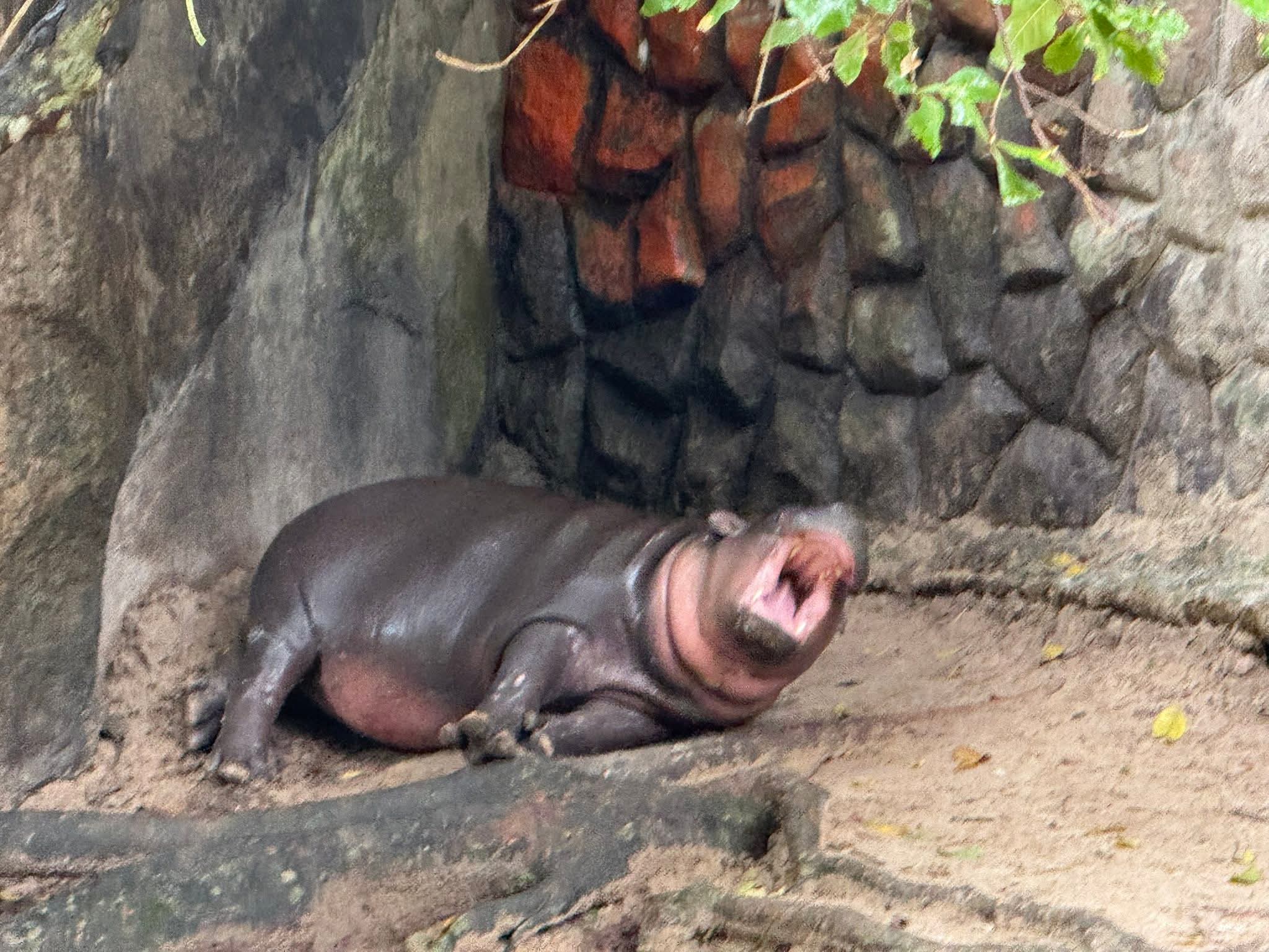 moo deng first birthday thailand