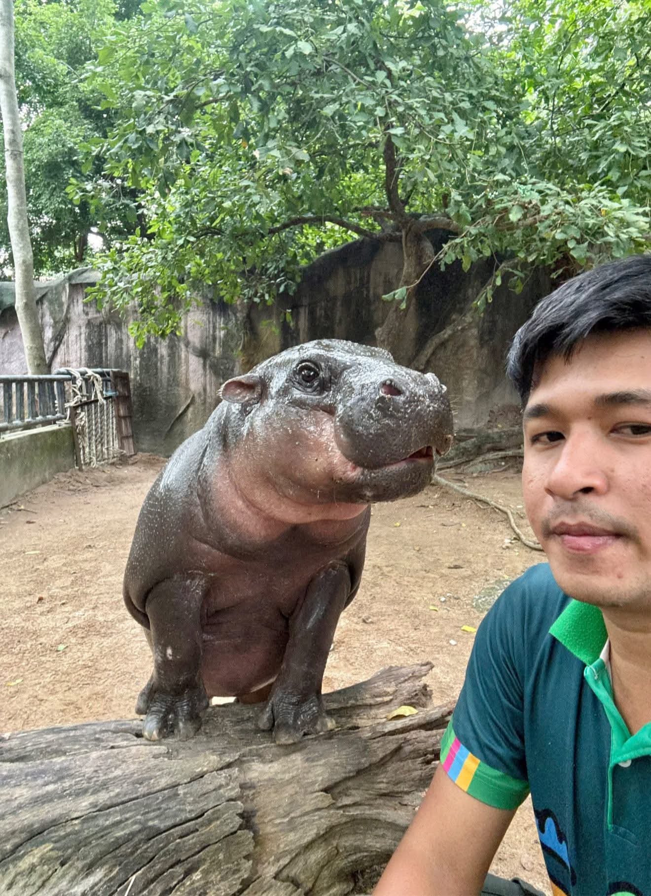 moo deng first birthday thailand