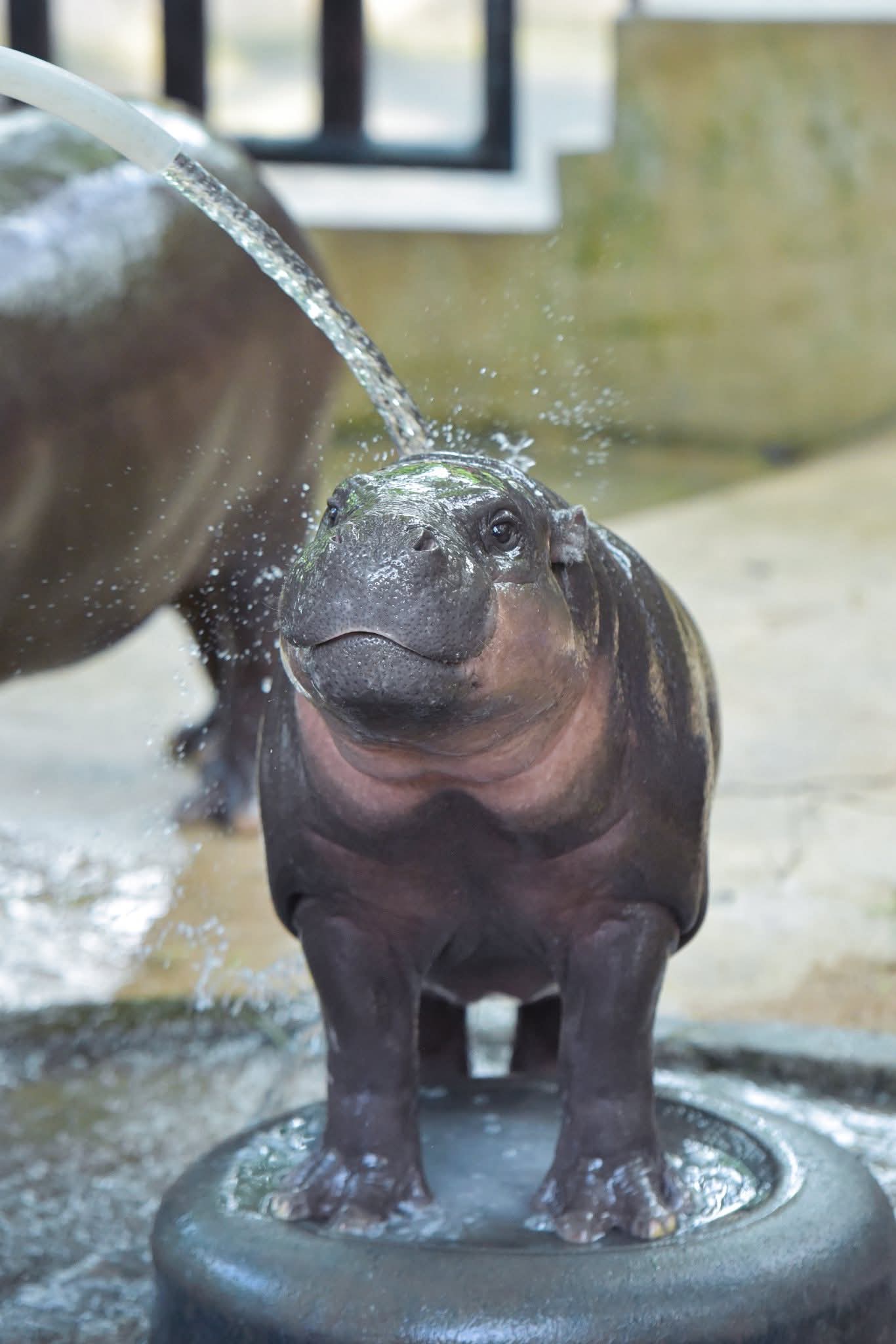 moo deng first birthday thailand