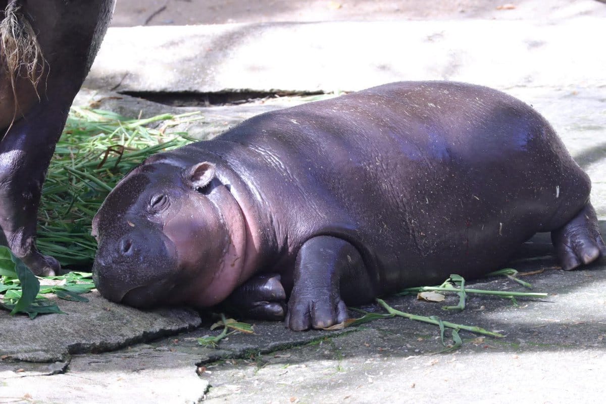 moo deng first birthday thailand