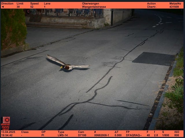 switzerland duck speeding repeated