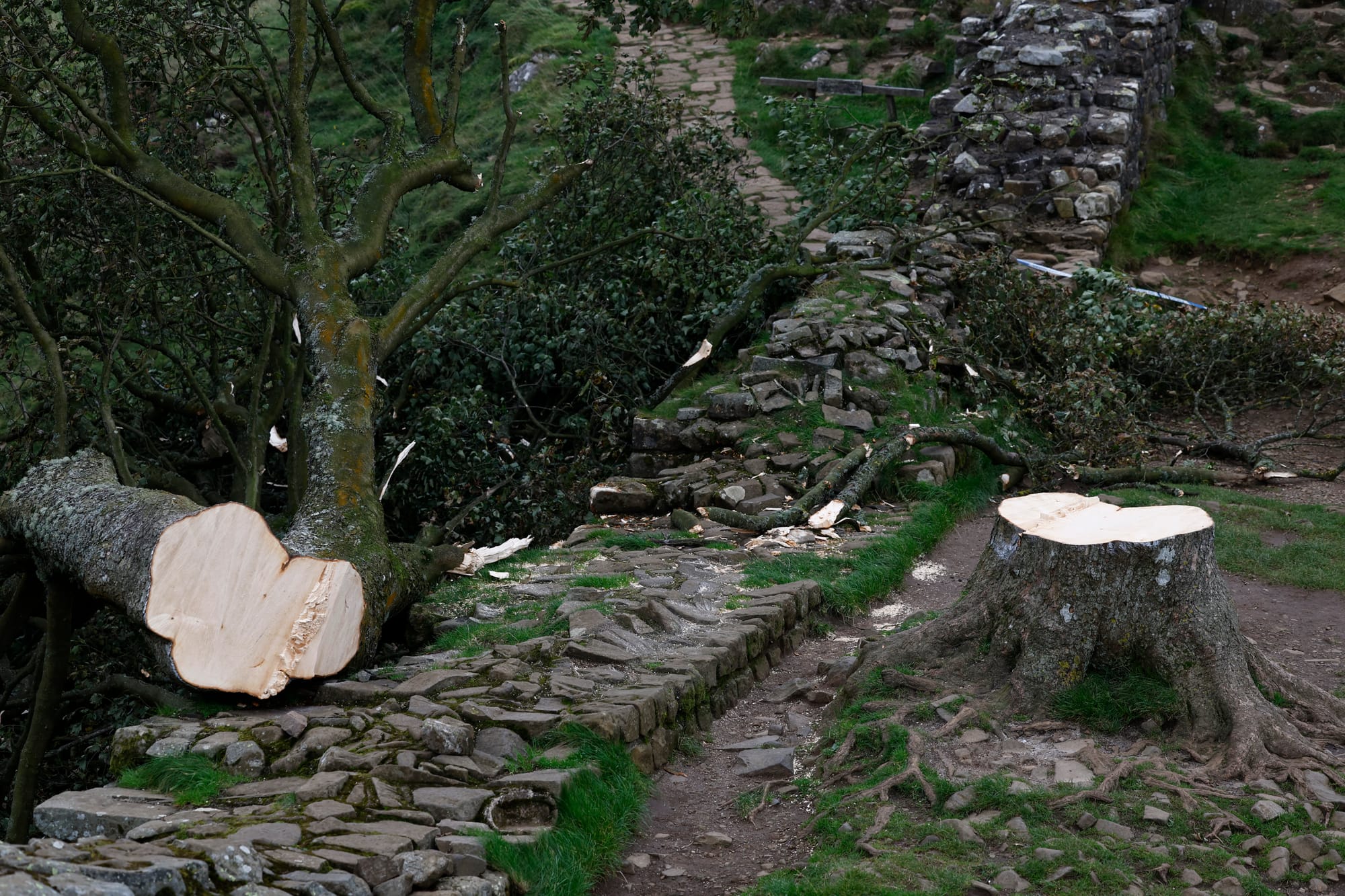 robin hood tree uk chop down men sentenced