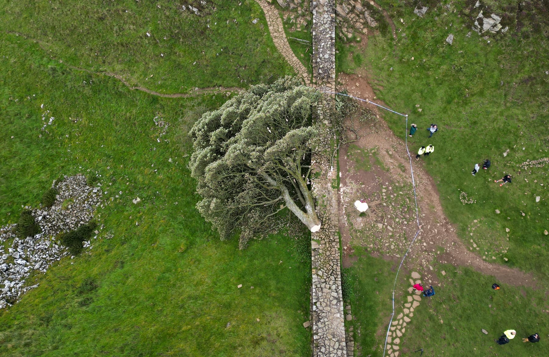 robin hood tree uk chop down men sentenced