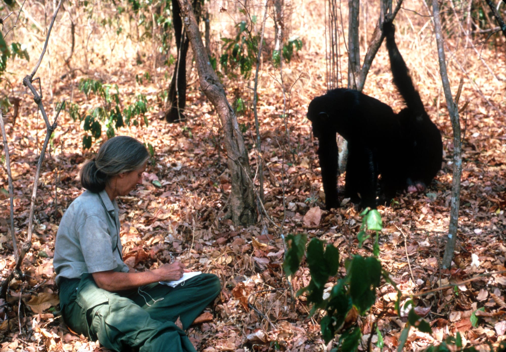 jane goodall died primatologist