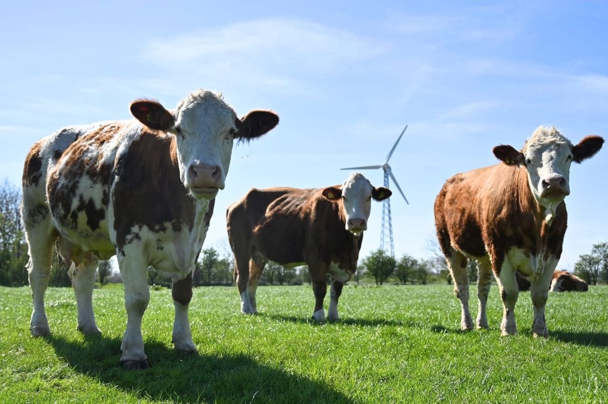 denmark tax cow fart burp methane climate