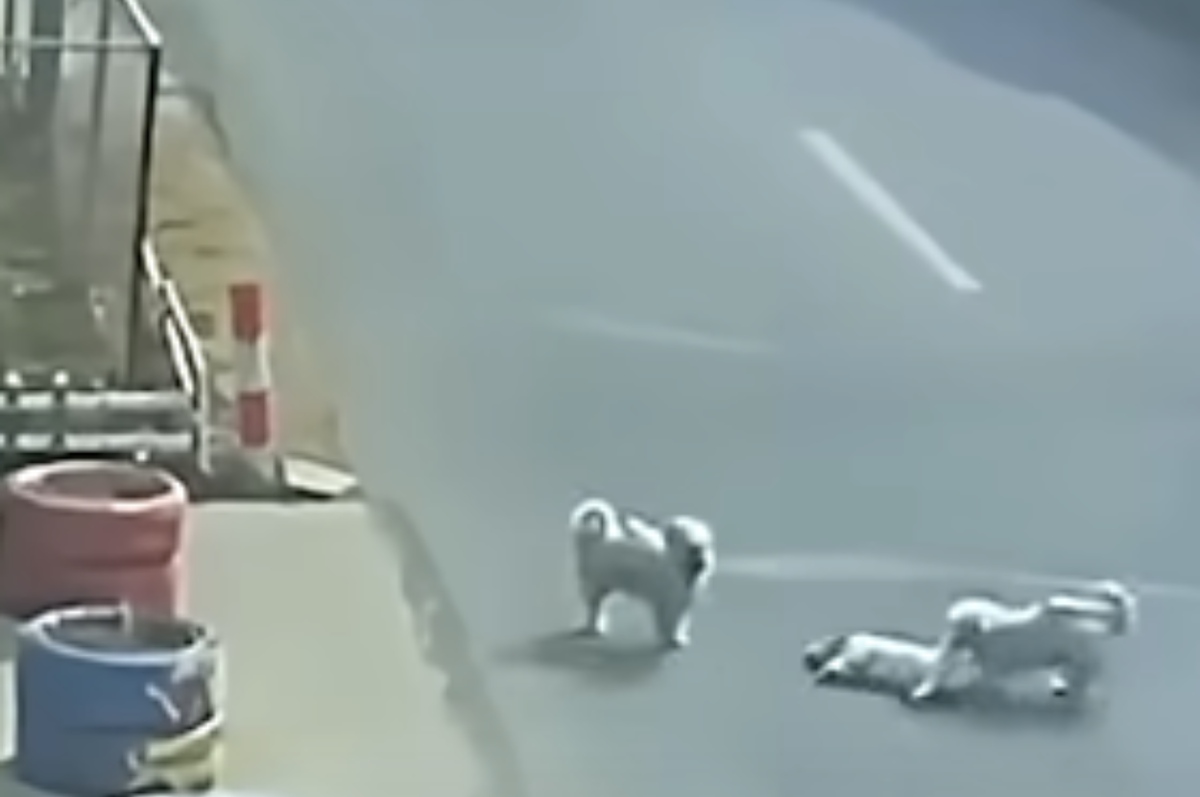 china stray dogs save injured puppy road