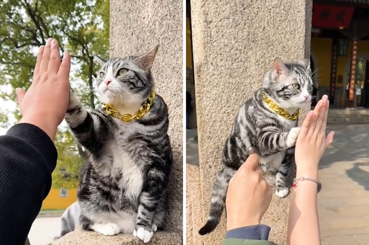 china cat high five temple suzhou