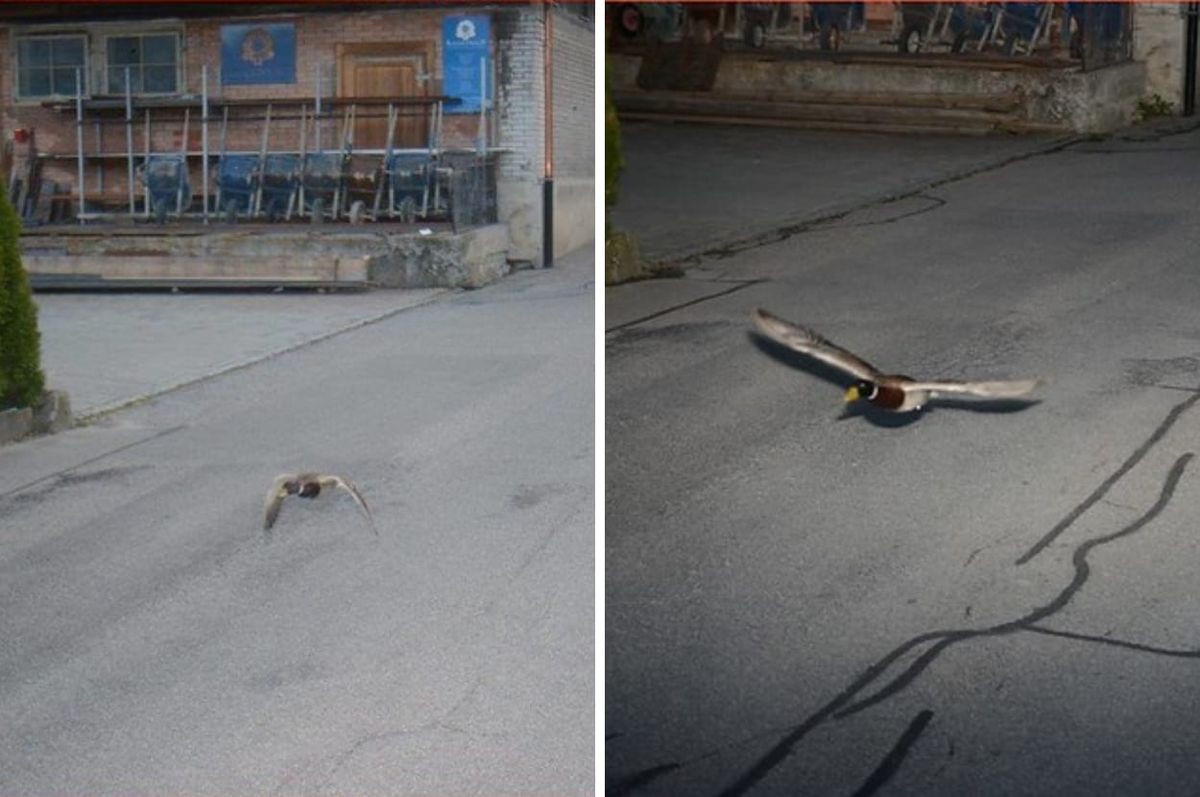 switzerland duck speeding repeated