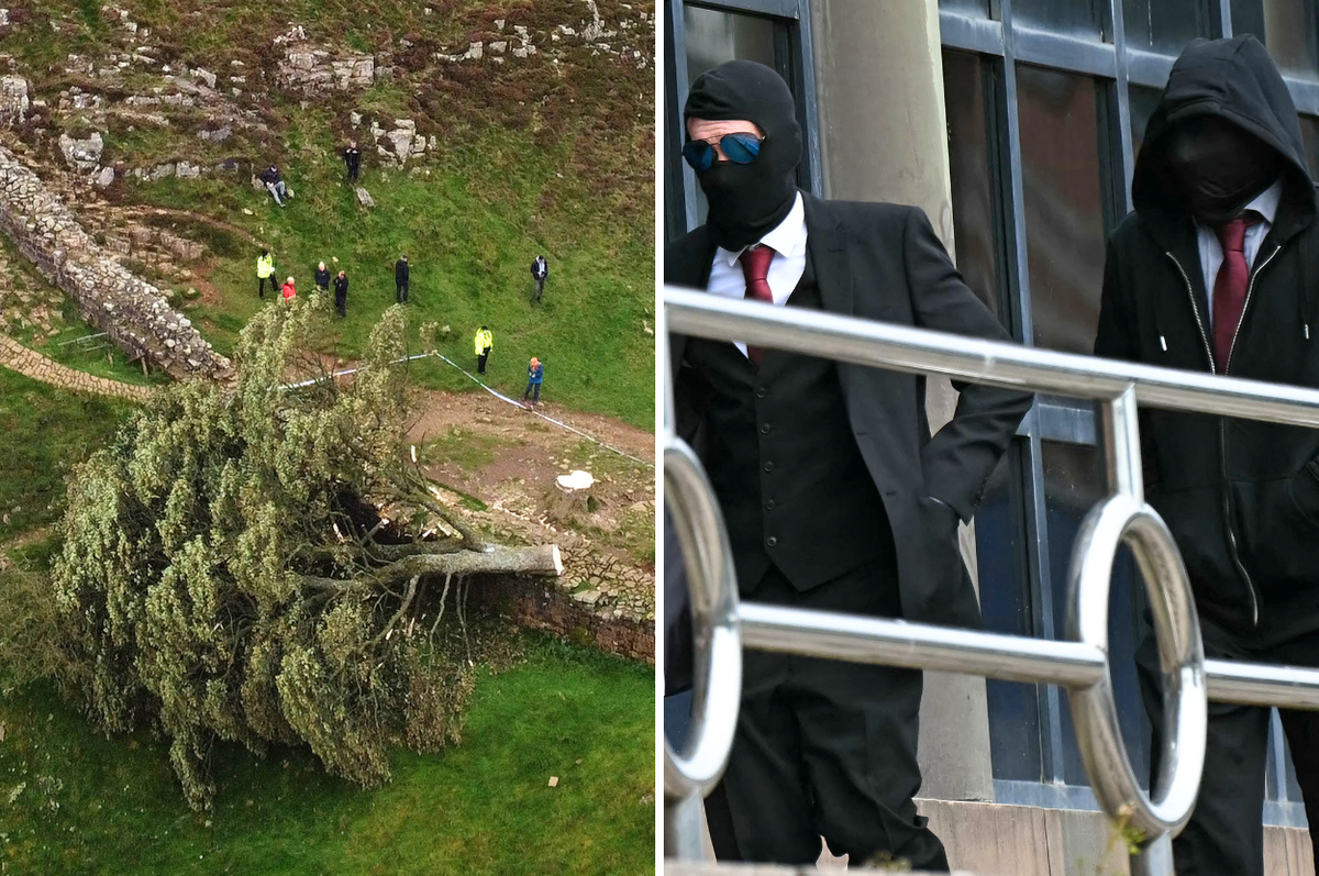 robin hood tree uk chop down men sentenced