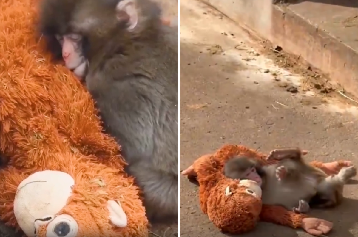 punch baby monkey plushie japan