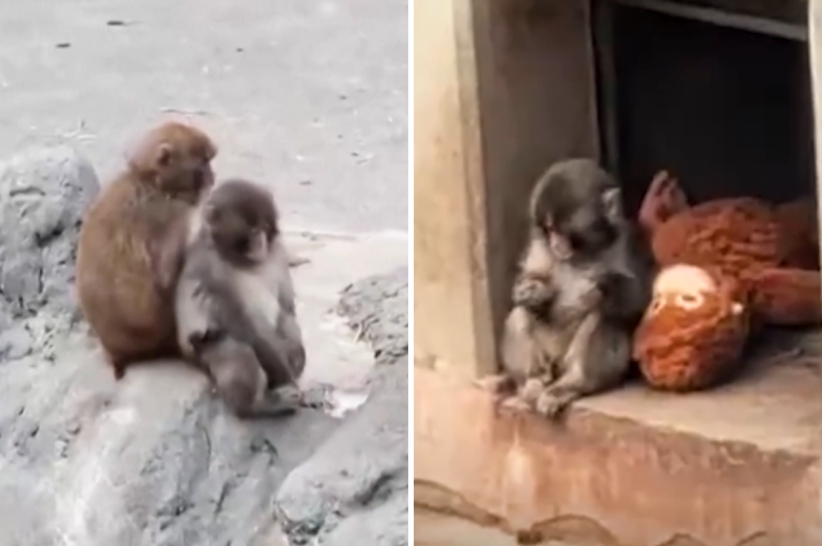 punch monkey plushie outgrow make friends japan