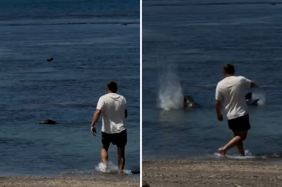 hawaii tourist throw rock monk seal arrested