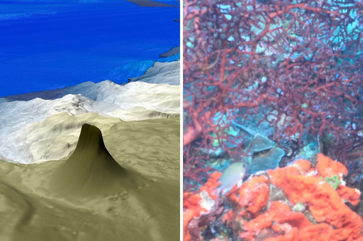 australia great barrier reef coral discovery