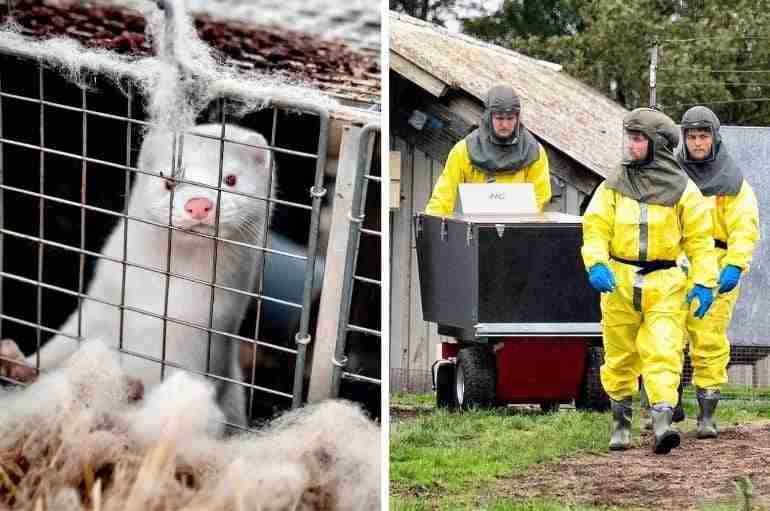 denmark mink covid 19 thumbnail