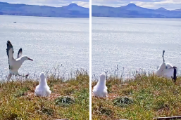 new zealand albatross faceplant