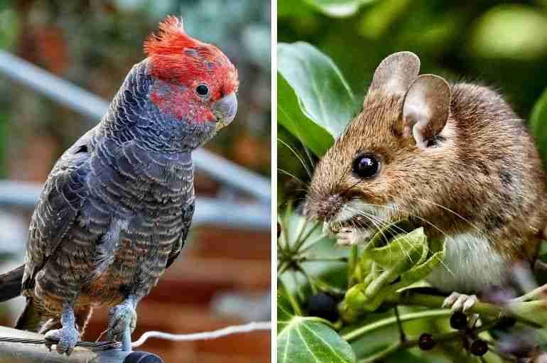 animals shape shifting climate change