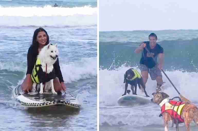 brazil dog surfing festival
