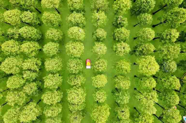 china floating forest luyang lake wetland park