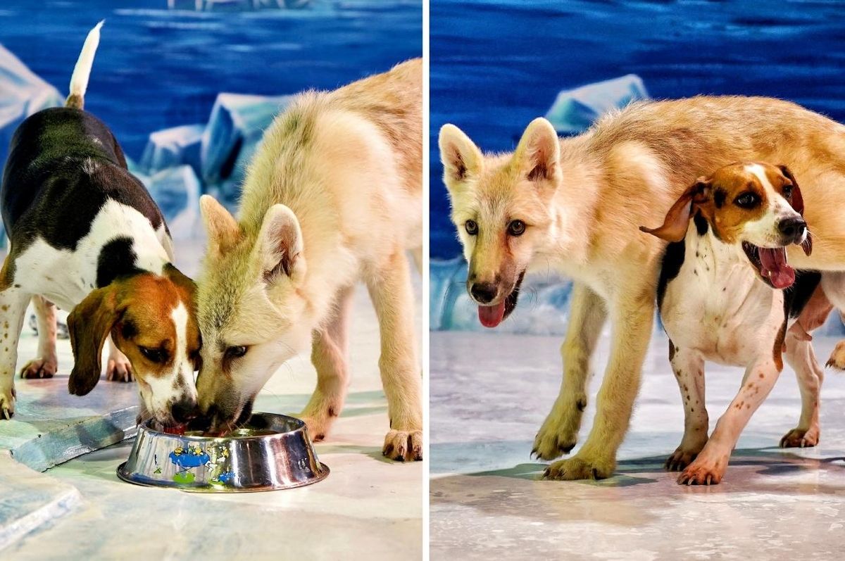 china clone first arctic wolf maya