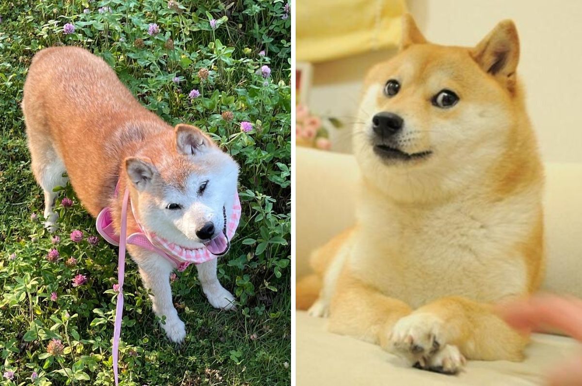 doge shiba inu cancer recovery kabosu