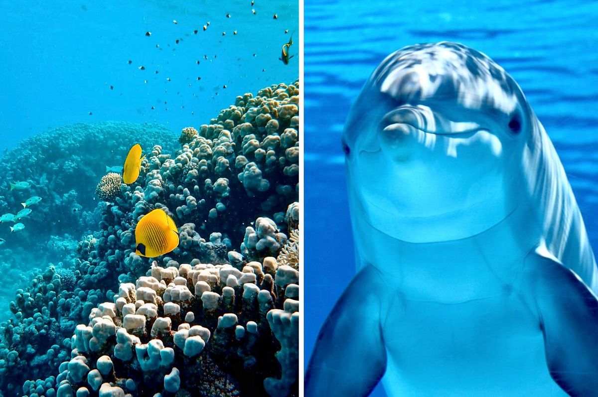 countries sign ocean treaty protection high seas