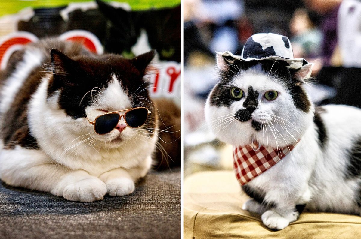 thailand cats cows competition