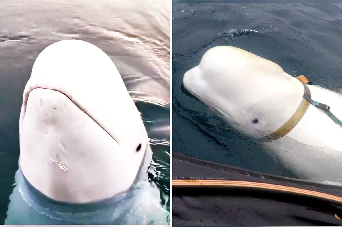 hvaldimir russian spy whale sweden 2023