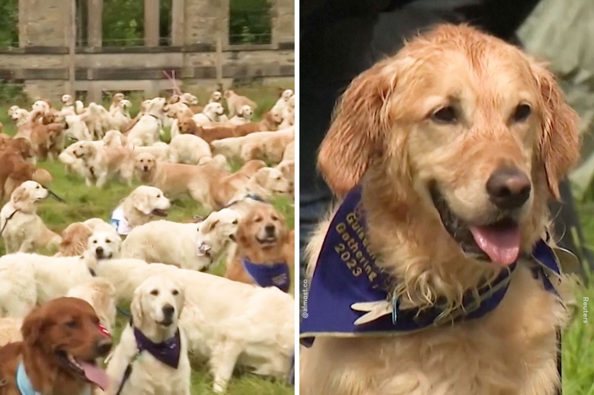 golden retriever gathering scotland guisachan 2023