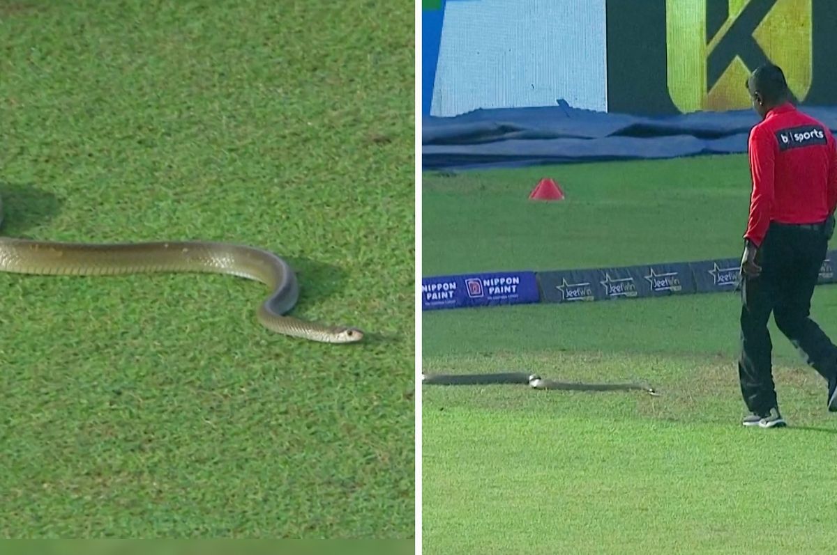 snake cricket match sri lanka