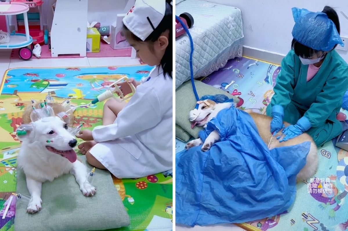 china corgi sick patient douyin