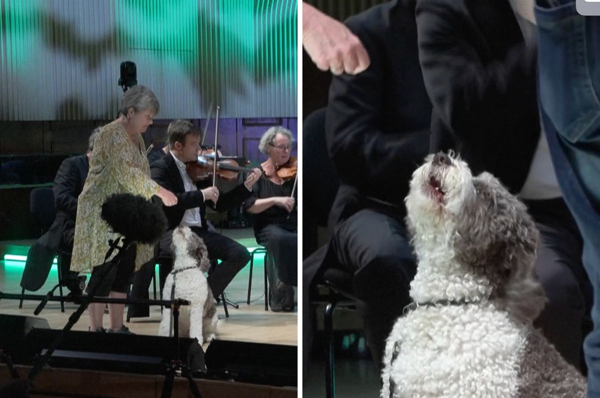 denmark orchestra dog performance